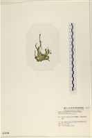 指枝藻藏品圖，第3張