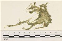 指枝藻藏品圖，第1張