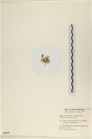 指枝藻藏品圖，第3張
