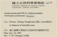 指枝藻藏品圖，第2張