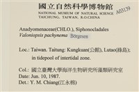 指枝藻藏品圖，第2張