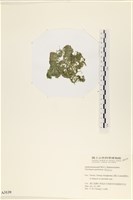 指枝藻藏品圖，第3張