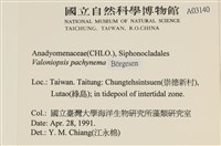 指枝藻藏品圖，第2張