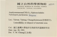 指枝藻藏品圖，第2張