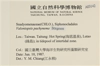指枝藻藏品圖，第2張