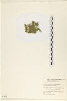 指枝藻藏品圖，第3張