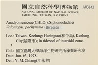 指枝藻藏品圖，第2張