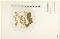 指枝藻藏品圖，第1張