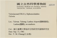 登錄號:A00003144藏品圖，第2張