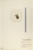 登錄號:A00003144藏品圖，第3張