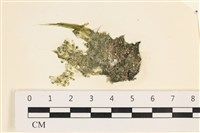 登錄號:A00003144藏品圖，第1張