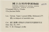 長片石蓴, 裂片石蓴藏品圖，第2張