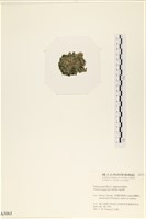 法囊藻藏品圖，第3張