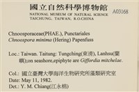 小毛孢藻, 小鹿角苔藏品圖，第2張