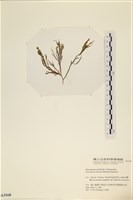 小毛孢藻, 小鹿角苔藏品圖，第3張
