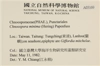 小毛孢藻, 小鹿角苔藏品圖，第2張