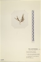 小毛孢藻, 小鹿角苔藏品圖，第3張