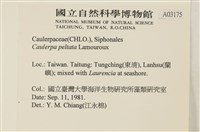盾葉蕨藻藏品圖，第2張