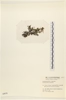 盾葉蕨藻藏品圖，第3張