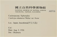 寬珊藻藏品圖，第2張