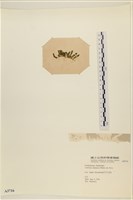 寬珊藻藏品圖，第3張