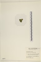 登錄號:A00003177藏品圖，第3張