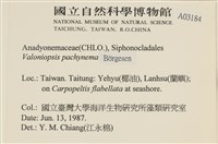 指枝藻藏品圖，第2張