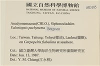指枝藻藏品圖，第2張