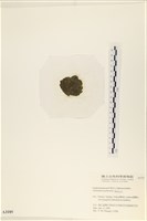 指枝藻藏品圖，第3張