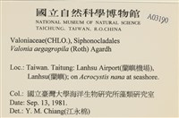 法囊藻藏品圖，第2張