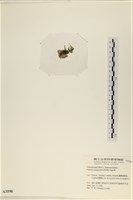 法囊藻藏品圖，第3張