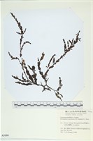 登錄號:A00003199藏品圖，第1張