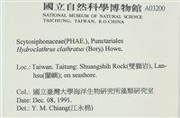 網胰藻藏品圖，第2張