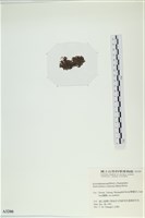 網胰藻藏品圖，第3張