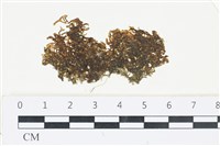 網胰藻藏品圖，第1張