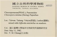 小毛孢藻, 小鹿角苔藏品圖，第2張