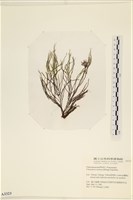 小毛孢藻, 小鹿角苔藏品圖，第1張