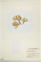 網目藻藏品圖，第3張