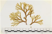 網目藻藏品圖，第1張