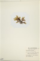 網目藻藏品圖，第3張