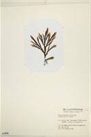 厚緣藻藏品圖，第3張
