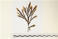 厚緣藻藏品圖，第1張