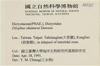 厚緣藻藏品圖，第2張