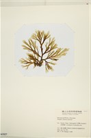 厚緣藻藏品圖，第3張