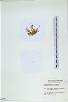 登錄號:A00003328藏品圖，第3張