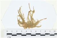 登錄號:A00003328藏品圖，第1張