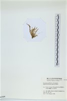 登錄號:A00003329藏品圖，第3張