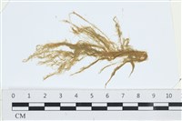 登錄號:A00003330藏品圖，第1張