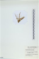 登錄號:A00003331藏品圖，第3張