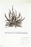 登錄號:A00003332藏品圖，第1張